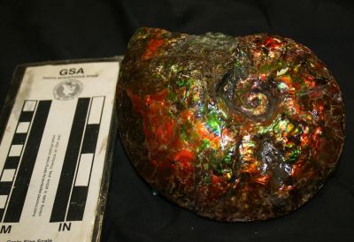 Opalized Ammonite Fossil