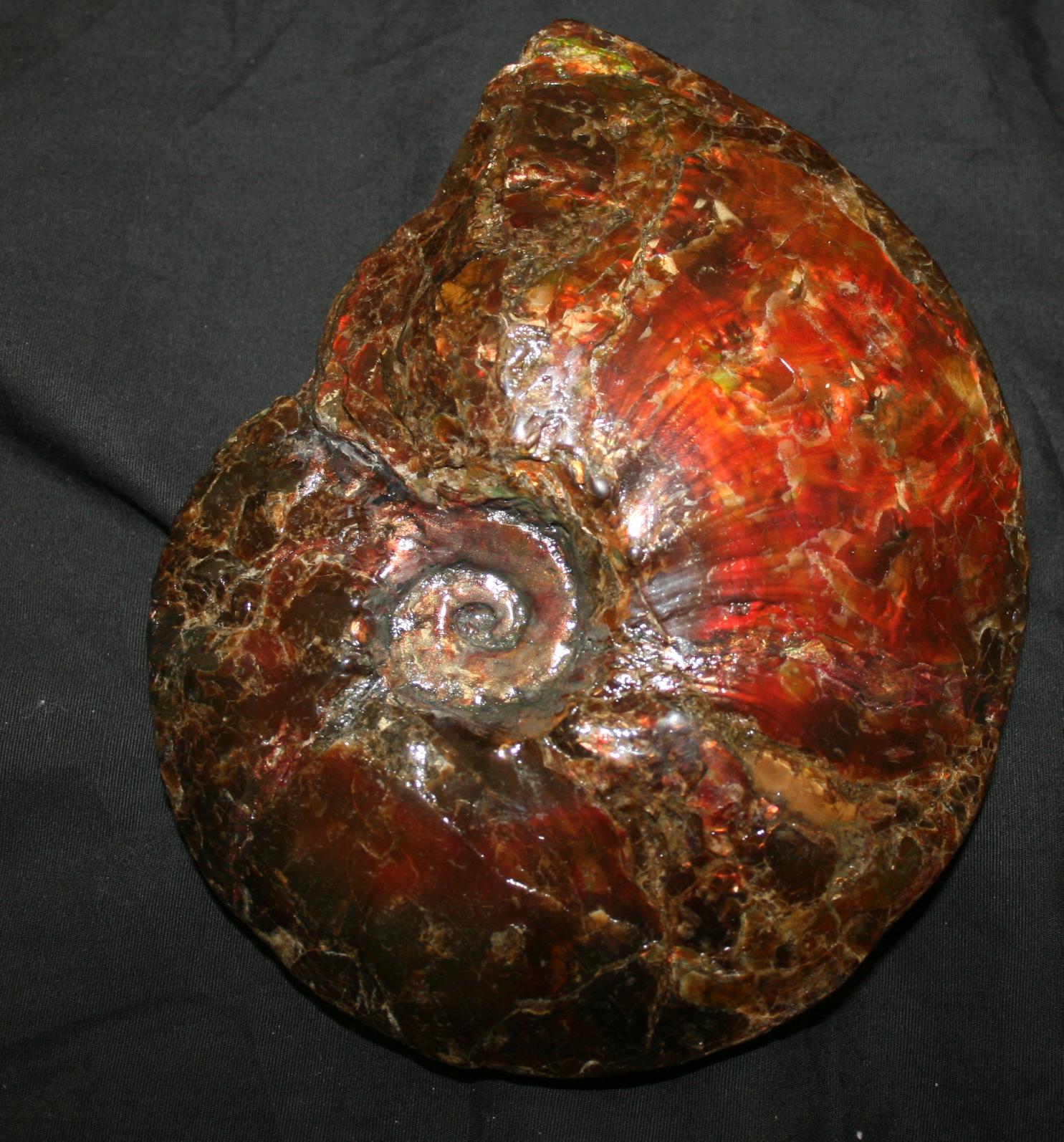 ammonite nude