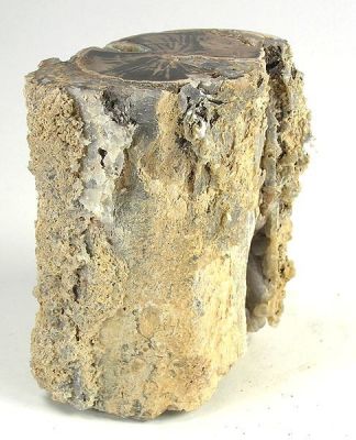 Chalcedony (Var: Petrified Wood)