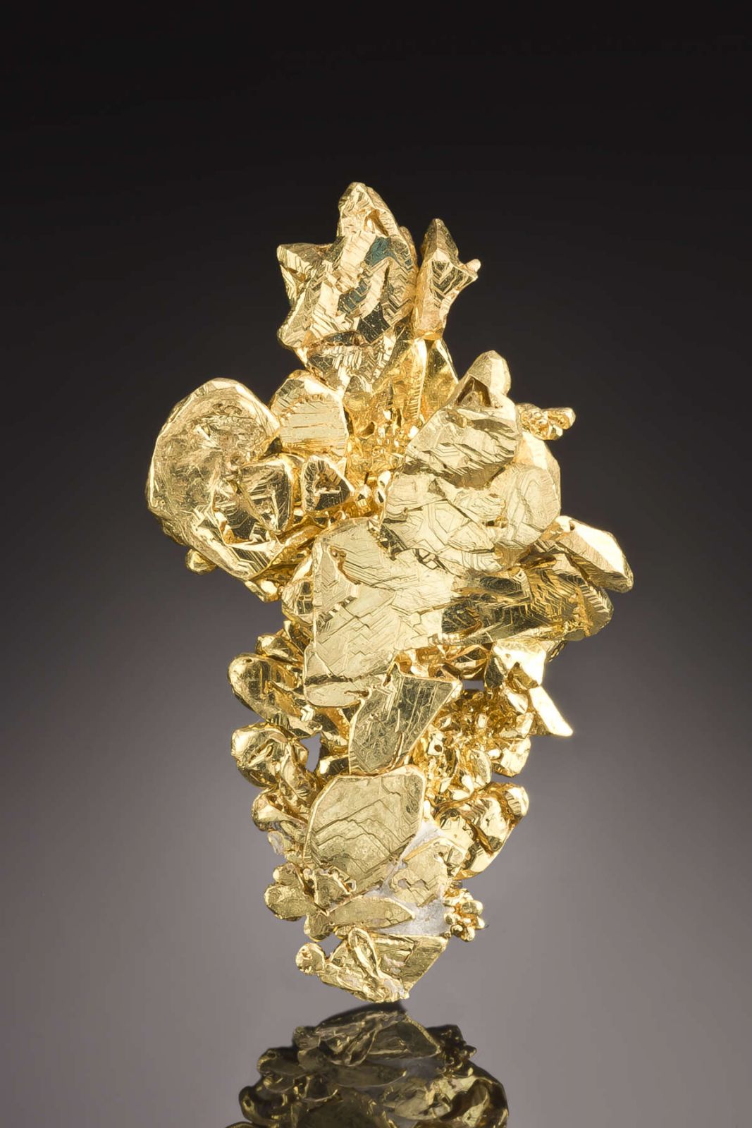 Gold - DEN13-1030 - Eagles Nest Mine - USA Mineral Specimen
