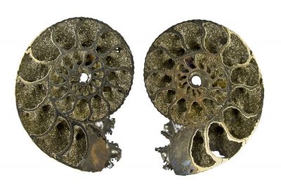 Pyrite in Ammonite Fossil