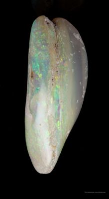 Opal Replacement Of Clam Fossil