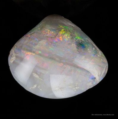 Opal Replacement Of Clam Fossil