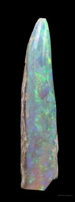 Opal Replacement Of Belemnite Fossil