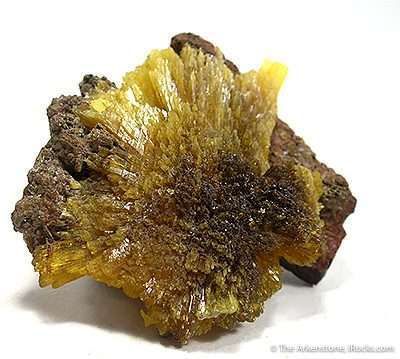 Legrandite on Limonite - TR533 - Ojuela Mine - Mexico Mineral Specimen
